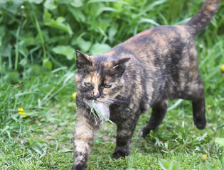 Naklejka na ściany i meble The cat caught a mouse. Animal holds the mouse in teeth outdoors on green grass background.
