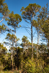 Mediterranean forest