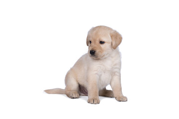 5 week old labrador puppy isolated on a white background walking away