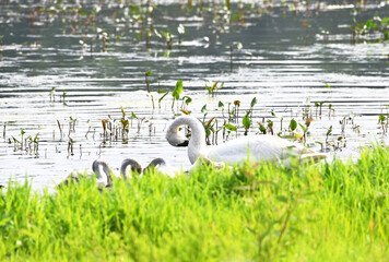 Trumpeter Swan Family