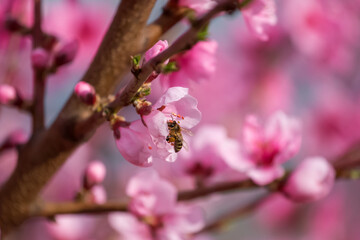 A branch with a peach blossom. A bee sits on a peach blossom and collects honey. In the spring, peach trees bloom in the garden. Spring background.