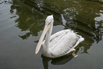 great white Pelican, rosy pelican or white pelican ,bird with long bills