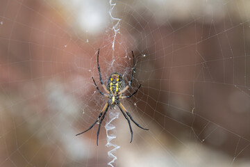 looking up through the web at at a black and yellow garden spider
