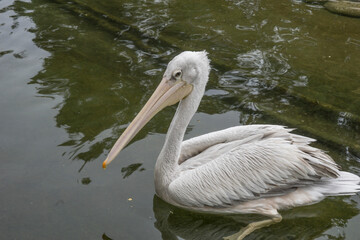 great white Pelican, rosy pelican or white pelican ,bird with long bills