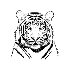 Sketch. Head of tiger.