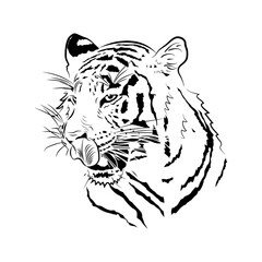 Sketch. Head of tiger. Licking.