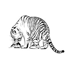 Sketch. Tiger is eating meat.
