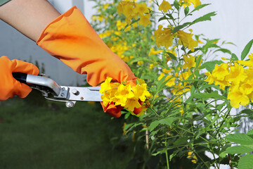 Hand is wearing orange rubber gloves to pick up streel scissors to decorate the flowers of  tree in the garden.