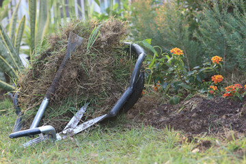 Small iron crowbar ,grass scissors and grass-fed weeds and dry leaves in black basket  near little ...