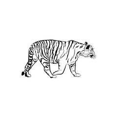 Sketch. Tiger is walking.