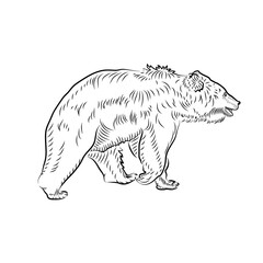 Sketch of walking bear.