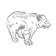 Sketch of bear.