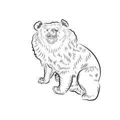Sketch. Sitting tibetan bear.