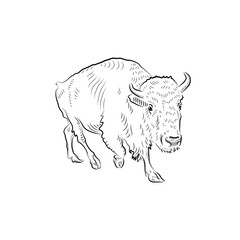 Sketch attacking bull. Handmade drawn.