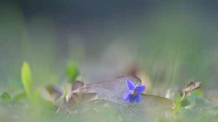 Violetta, fiore viola in un prato