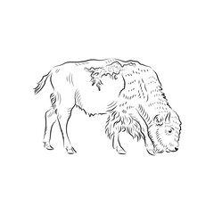 Sketch. Grazing baby bison.