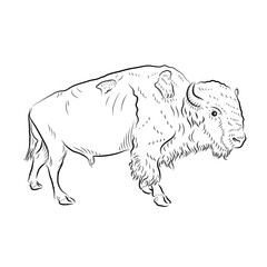 Obraz na płótnie Canvas Sketch. American bison.
