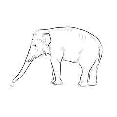 Sketch. Elephant gets something by trunk.