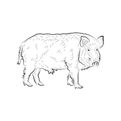 Sketch of looking boar.
