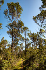 Obraz premium trail in the forest