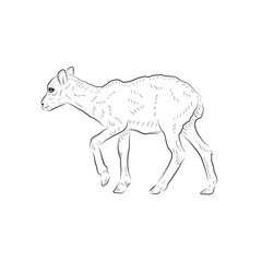 Sketch. Baby camel. Handmade.