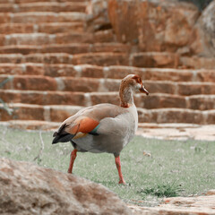 Egyptian Goose
