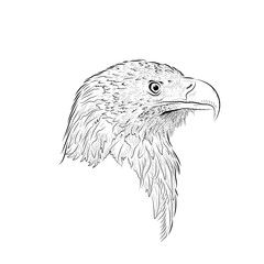 Sketch of looking eagle. Profile. Handmade drawn.