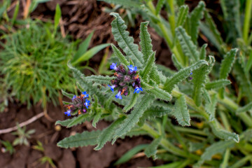 Anchusa arvensis - small bugloss, annual bugloss. Small annual bugloss, Anchusa arvensis.