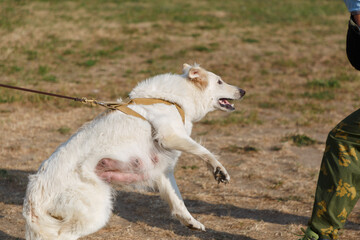 The instructor conducts the lesson with the white Swiss shepherd dog