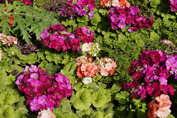 Bright pink primrose flowers against a background of lush greenery, spring bloom on the Mediterranean coast. 