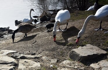 Białe łabędzie przy rzecze © Iwona