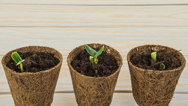 Seedlings of cucumber plants in a pot of coconut fiber. Eco gardening. Reuse. Concept of environmentally friendly living. Plastic free, zero waste concept. Springtime.