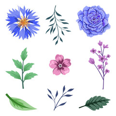 Collection of beautiful herbs and wild flowers and leaves isolated on white background.