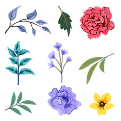 Collection of beautiful herbs and wild flowers and leaves isolated on white background.