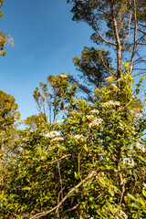 white flowers in the forest