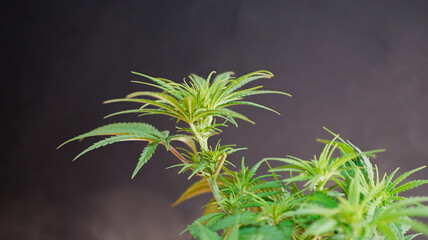 Cannabis plant in smoke clouds. Growing medical marijuana. 4/20 culture