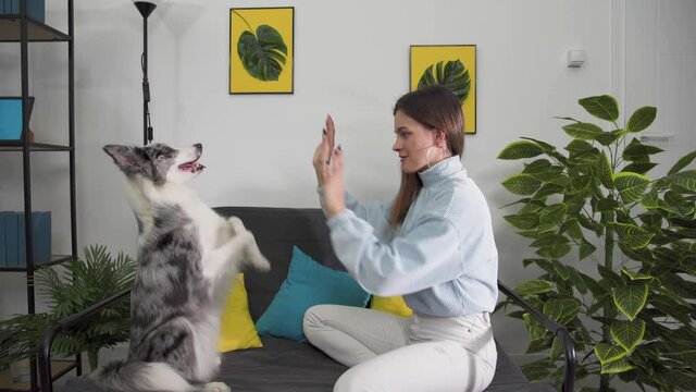 Exercises with the dog to sit on his butt in a pleading position and then put his paws on the trainer's hands. Border Collie dog in shades of white and black, and long and fine hair. An excellent
