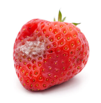 One rotten strawberry.