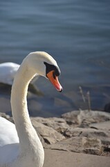 Białe łabędzie na wodzie © Iwona