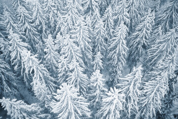 Winter forest covered with snow