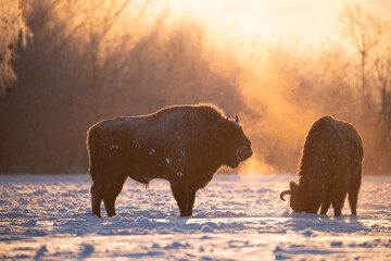 Bisons in frosty morning in sunlight