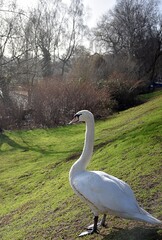 Białe łabędzie na Lace © Iwona