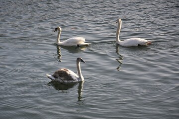 Białe łabędzie na wodzie © Iwona
