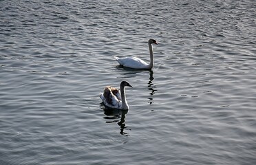 Białe łabędzie na wodzie