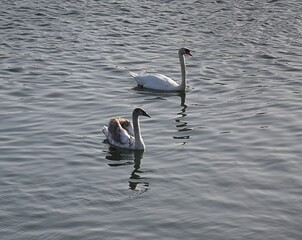 Białe łabędzie na wodzie © Iwona