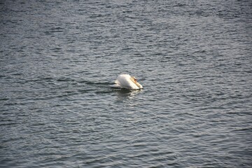 Białe łabędzie na wodzie