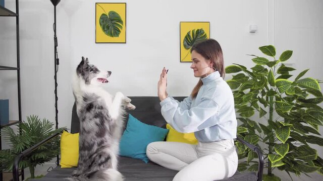 Exercises with the dog to sit on his butt in a pleading position and then put his paws on the trainer's hands. Border Collie dog in shades of white and black, and long and fine hair. An excellent