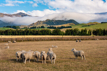 Typical New Zealand landscape with sheeps grazing and mountains in the beckground