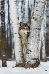 Grey Wolf (Canis lupus) Looks Right From Between Two Birch Trees Winter