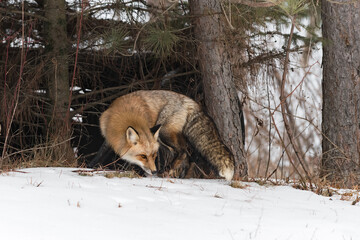 Red Fox (Vulpes vulpes) Turns at Edge of Woods Nose to Ground Winter